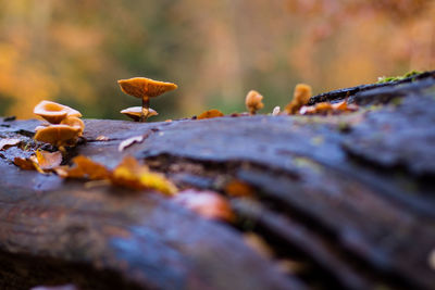 Close-up of mushroom growing during autumn