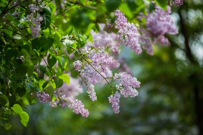Close-up of pink cherry blossoms in spring