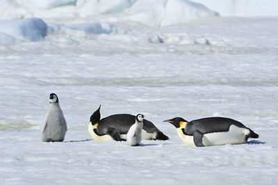 Flock of birds on snow