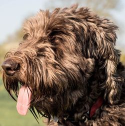 Close-up of dog