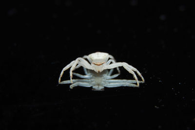 Close-up of spider