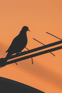 Low angle view of bird perching on silhouette pole against sky