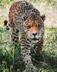 Close-up portrait of jaguar