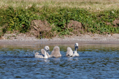 Swans swimming in lake