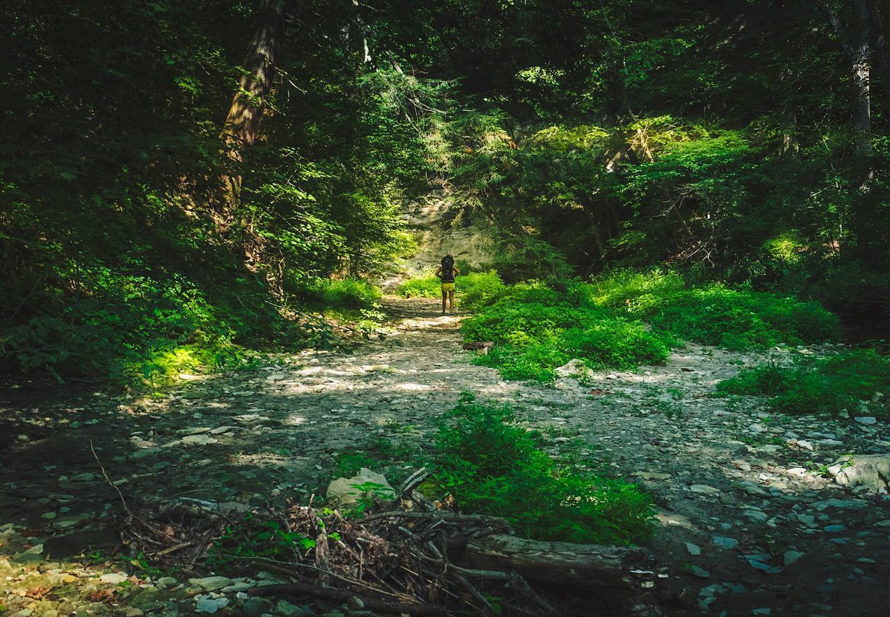 forest, nature, tree, growth, walking, tranquil scene, tranquility, the way forward, day, adventure, beauty in nature, one person, plant, full length, outdoors, people