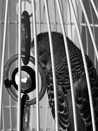 Close-up of cat in cage