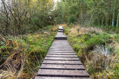 Footpath amidst trees in forest