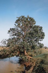 Tree on field against clear sky