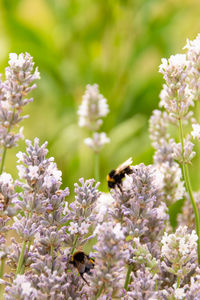 Close-up of bee pollinating on flower