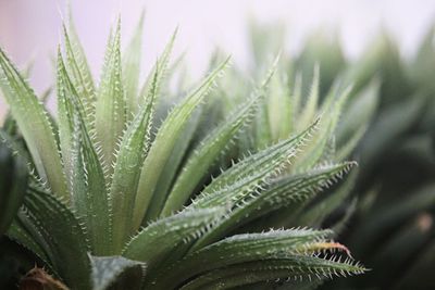 Close-up of fresh green plant