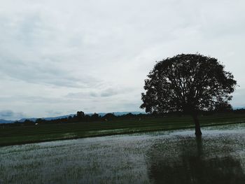 Trees on field against sky