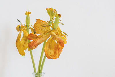 Close-up of wilted flower in vase against white background