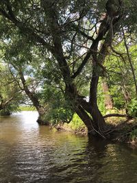 Scenic view of river amidst trees in forest