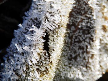 Close-up of tree trunk