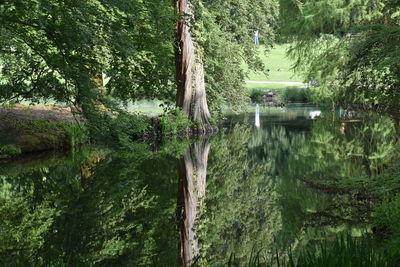 Reflection of trees in lake