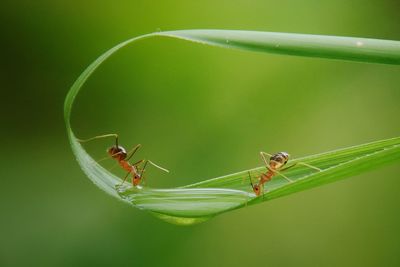 Close-up of insect on leaf