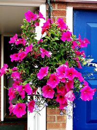 Close-up of pink flowers