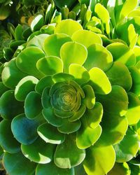 Close-up of succulent plant