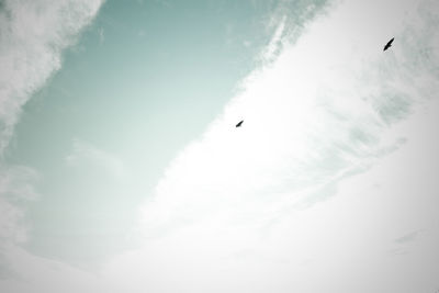 Low angle view of eagle flying against sky