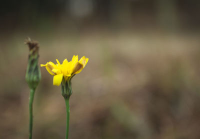 Close-up of yellow flower