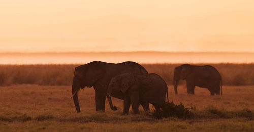 Elephants on field