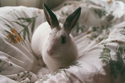 Close-up of a rabbit looking away