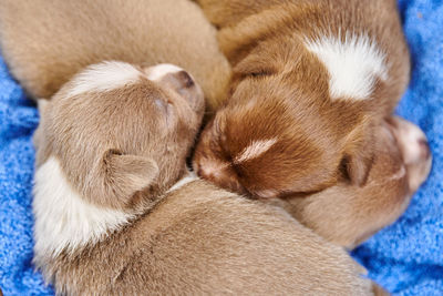 Sleeping chihuahua puppies in basket. cute little dogs lie on a warm blanket