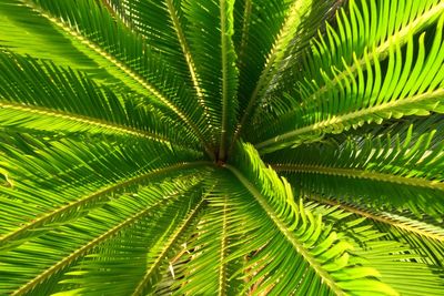 Close-up of fresh green plant