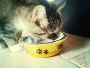 Close-up of cat