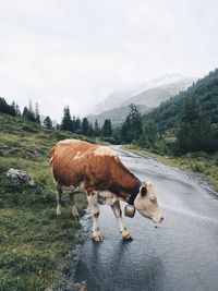 Cow standing on field by road against sky