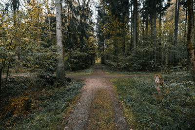 Trees growing in forest