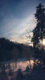 Scenic view of river with trees in background