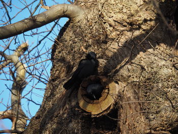 Low angle view of bird on branch against sky