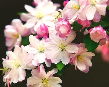 Close-up of pink cherry blossoms