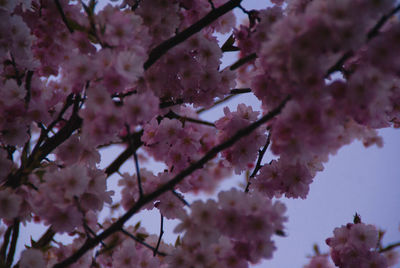 Low angle view of cherry blossom tree