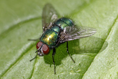 High angle view of fly on leaf