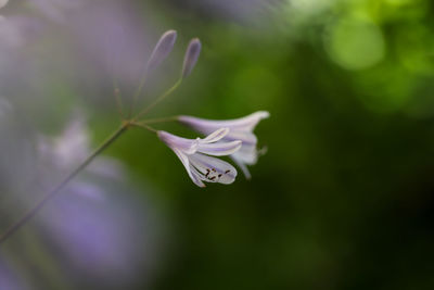 Close-up of purple flowering plant