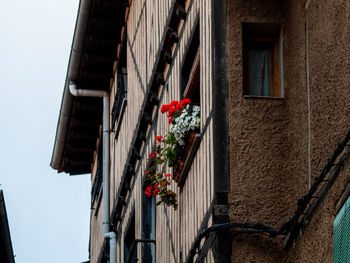 Low angle view of potted plants on building