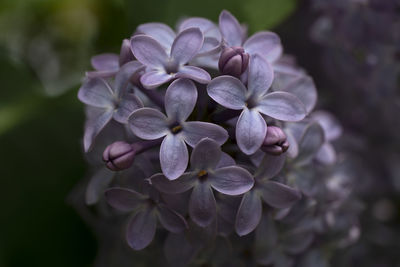 Close-up of purple hydrangea flowers