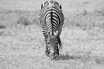 Zebra on field