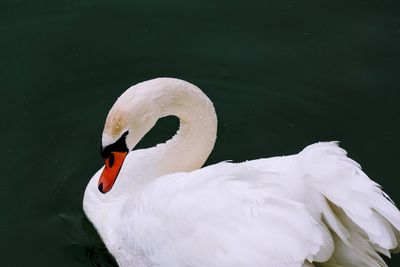 Close-up of swan swimming in lake