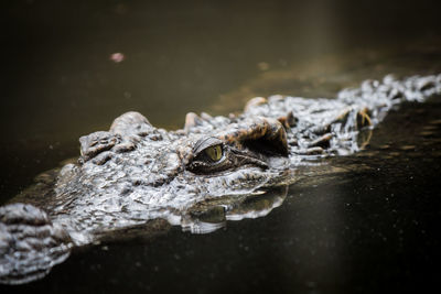 Close-up of crocodile in water