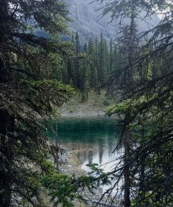 Scenic view of lake in forest