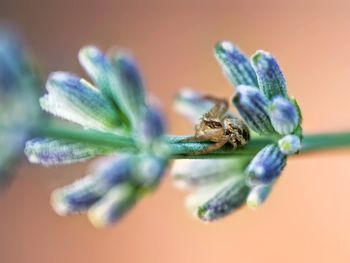 Close-up of insect on flower