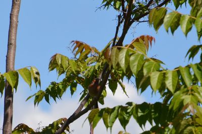 Low angle view of tree against sky