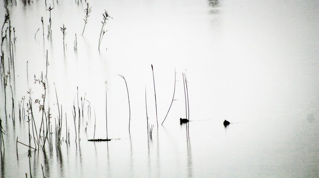 SAILBOATS IN LAKE