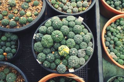 High angle view of succulent plants in market