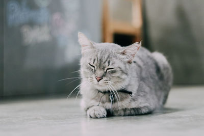 Cat sitting on floor