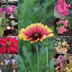 Close-up of flowers blooming outdoors