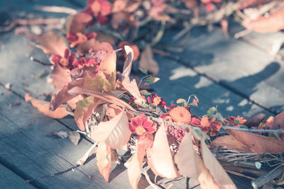 High angle view of rose plant